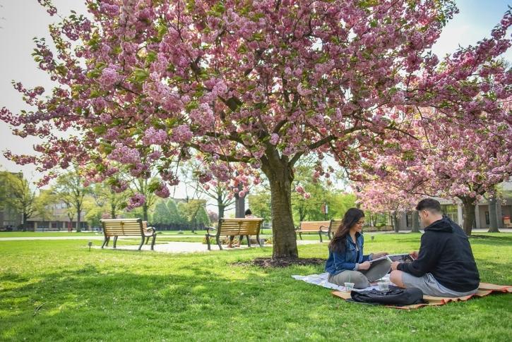Two students sitting under a tree on the grass studying